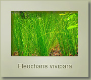 eleocharis vivipara