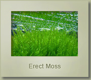 erect moss