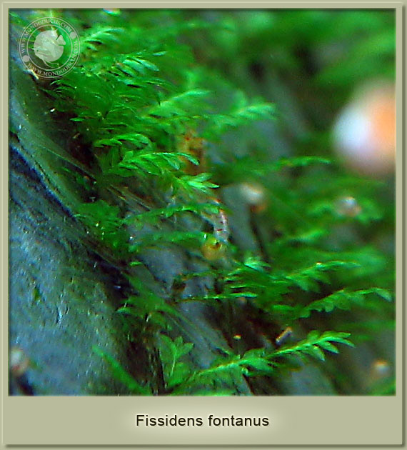 fissidens moss