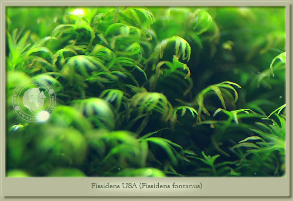 fissidens moss