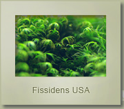 fissidens