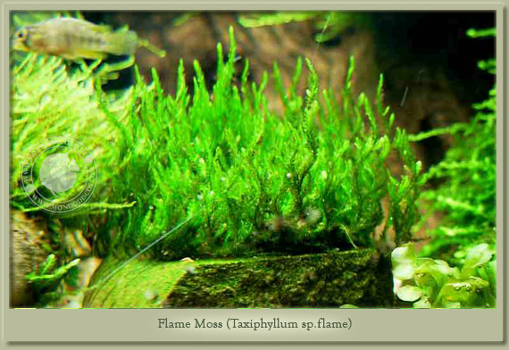 flame moss