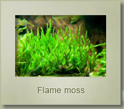 flame moss