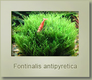 fontinalis antipyretica