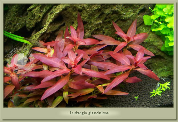 ludwigia glandulosa ludwigia glandulosa