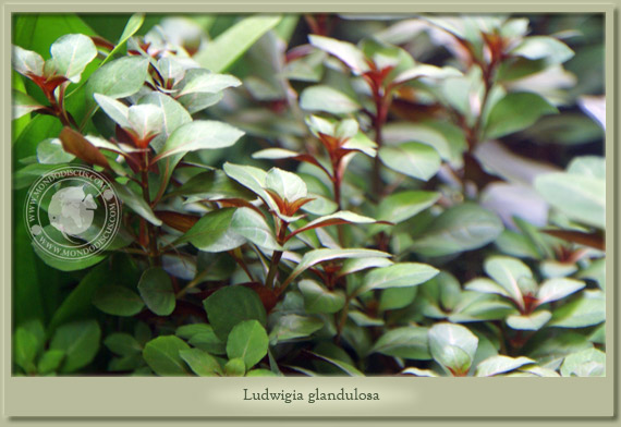 ludwigia glandulosa ludwigia glandulosa