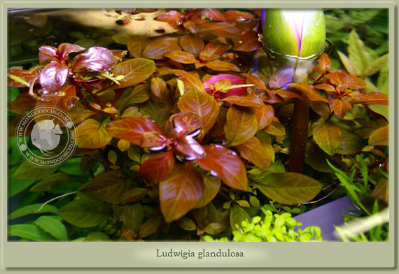 ludwigia glandulosa ludwigia glandulosa