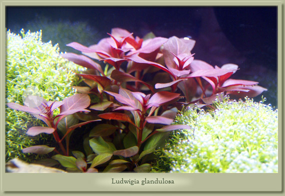ludwigia glandulosa ludwigia glandulosa