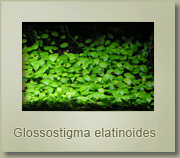 glossostigma elatinoides