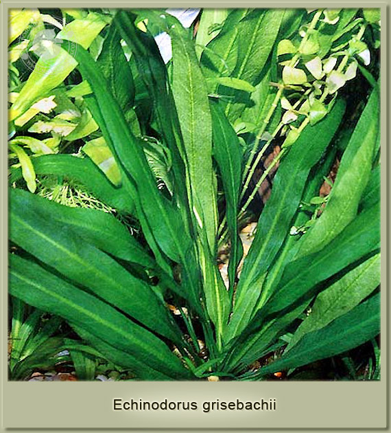 echinodorus grisebachii