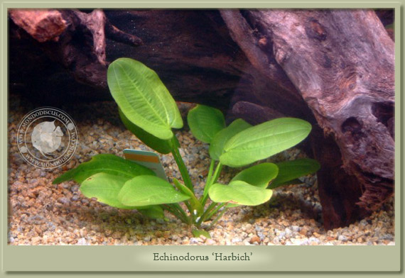 echinodorus harbich