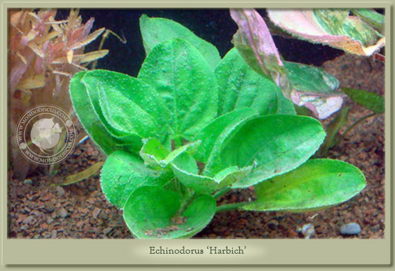 echinodorus harbich