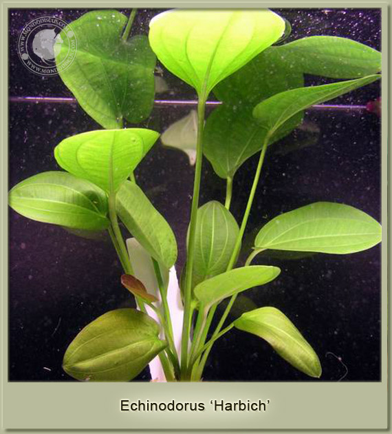 echinodorus harbich