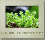 hemianthus micrantemoides