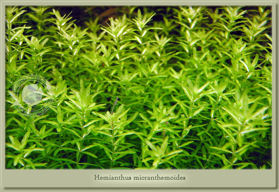 hemianthus micranthemoides