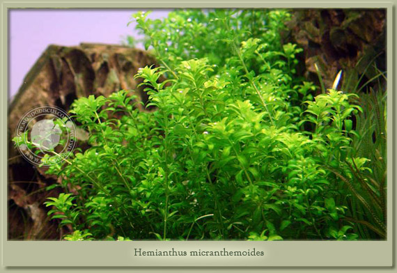 hemianthus micranthemoides
