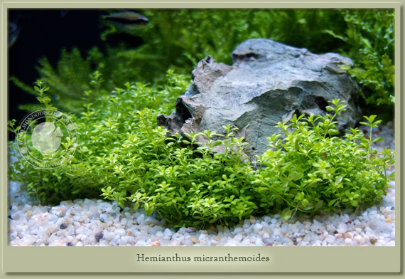 hemianthus micranthemoides