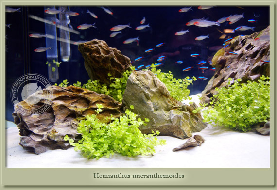 hemianthus micranthemoides