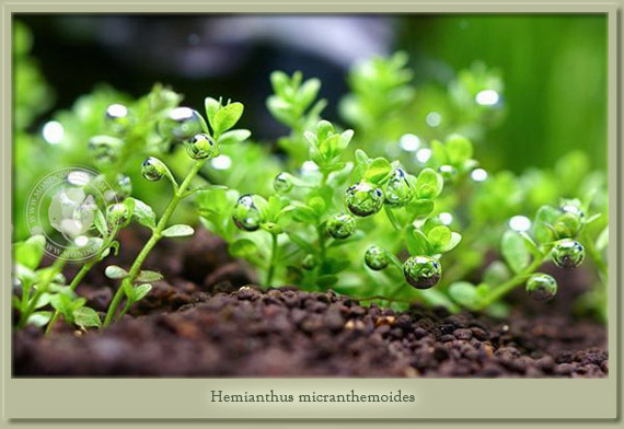 hemianthus micranthemoides