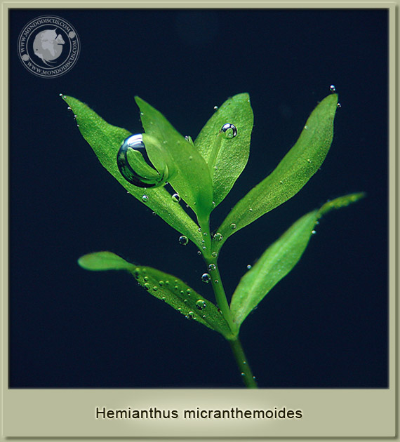 hemianthus micranthemoides