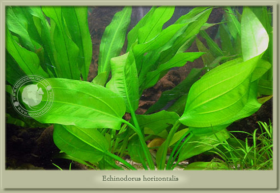 echinodorus horizontalis