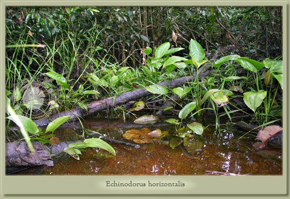 echinodorus horizontalis