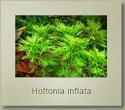 hottonia inflata