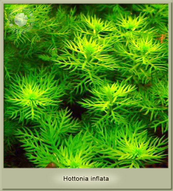 hottonia inflata