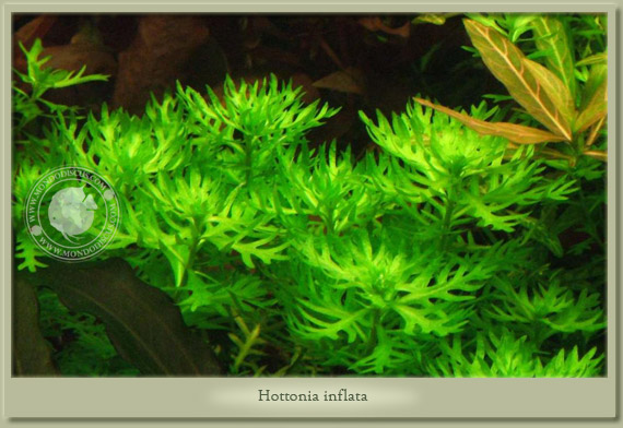 hottonia inflata