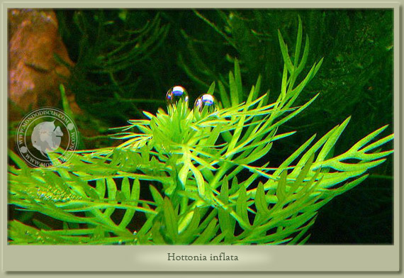 hottonia inflata