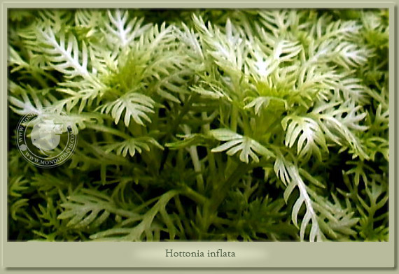 hottonia inflata