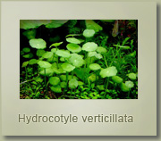 hydrocotyle verticillata