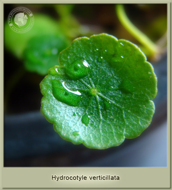 hydrocotyle verticillata