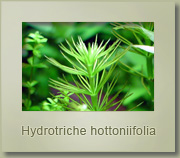 Hydrotriche hottoniifolia