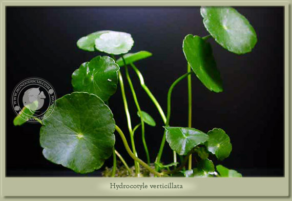 hydrocotyle verticillata