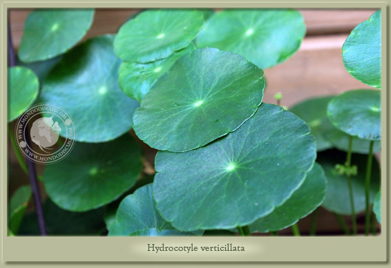 hydrocotyle verticilllata