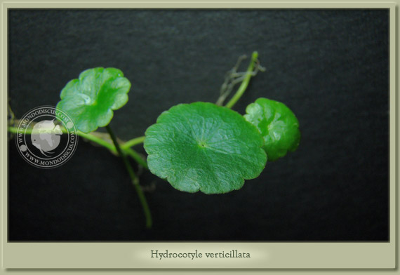 hydrocotyle verticillata