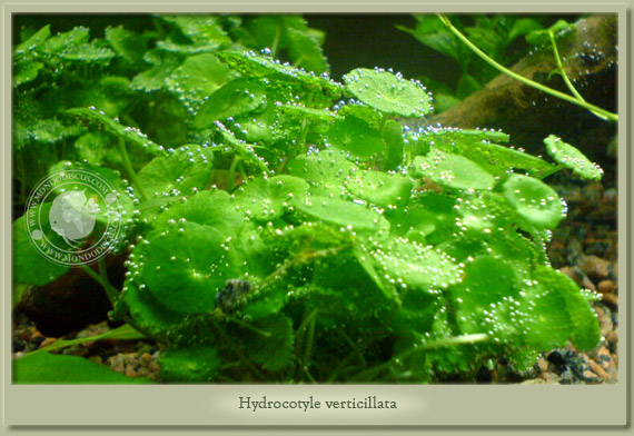 hydrocotyle verticillata
