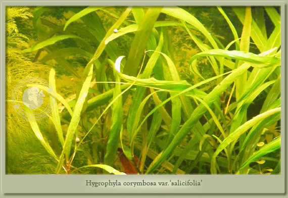 hygrophila salicifolia