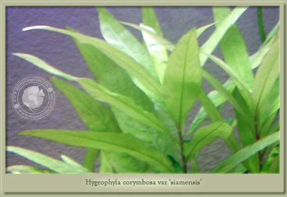 hygrophila siamensis