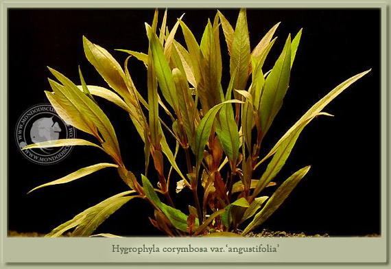 hygrophila angustifolia