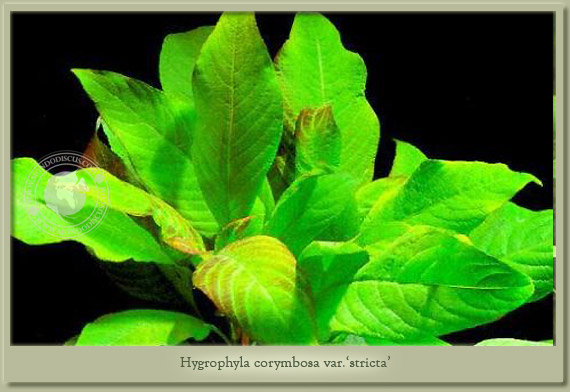 hygrophila corymbosa stricta
