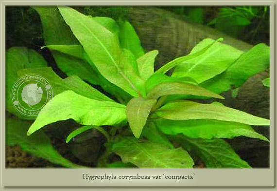 hygrophila corymbosa compakta