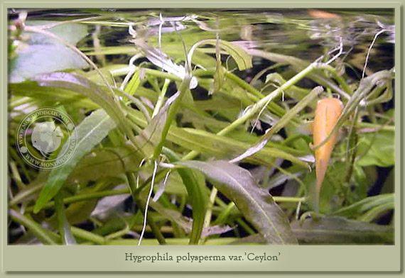 hygrophyla polisperma ceylon