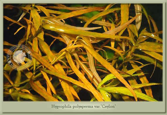 hygrophyla polisperma ceylon