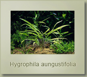 hydrocotyle angustifolia