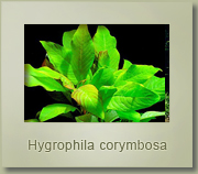 hygrophyla corymbosa