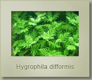 hygrophyla difformis