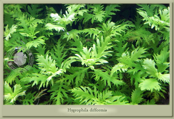 hygrophila difformis