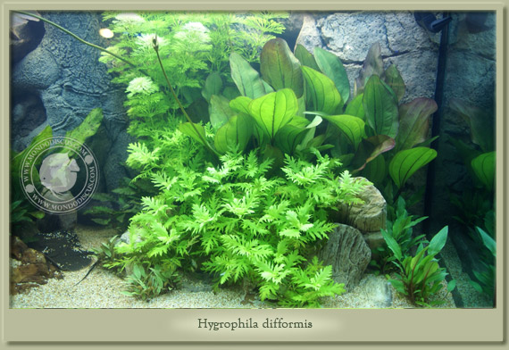 hygrophila difformis